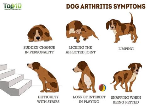 How to Help an Arthritic Dog | Top 10 Home Remedies