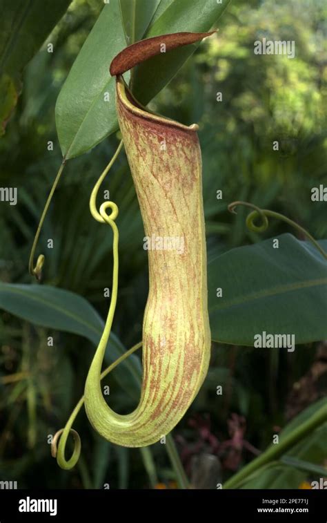 Pitcher plant (Nepenthes khasiana), pitcher plant family, Khasiana ...