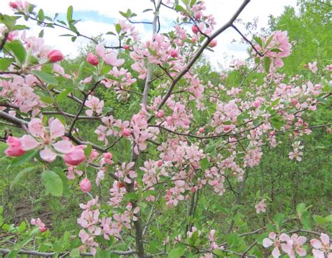 Prairie Crabapple Seeds (Malus ioensis) - Hardiness Zone 4 - 40+ Seeds ...