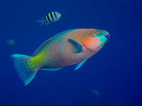 A Beginner’s Guide To Tropical Fish Identification • Scuba Diver Life