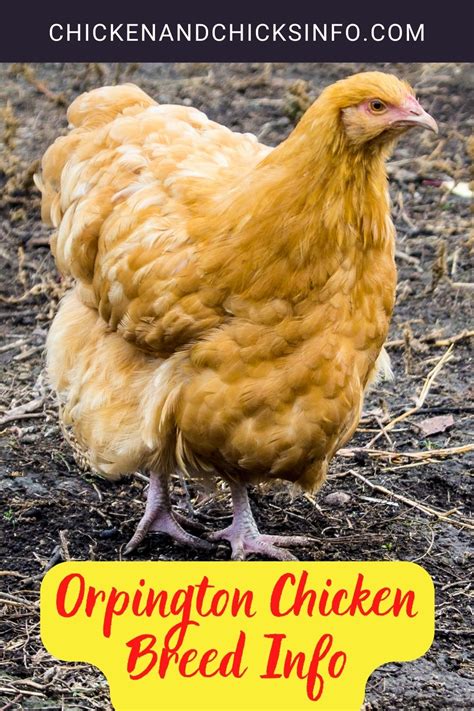 Orpington Chicken Breed Info + Where to Buy - Chicken & Chicks Info