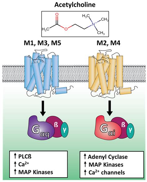 Muscarinic Acetylcholine Receptor