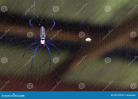 Spider web in a house stock photo. Image of pattern, construction - 24723318