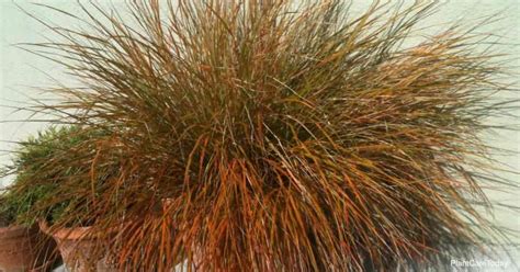 Growing Carex Testacea: Orange New Zealand Sedge Care