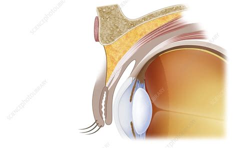 Eye socket anatomy, illustration - Stock Image - C047/8521 - Science ...