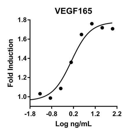 Proteintech HumanKine Recombinant Human VEGF165 Protein Recombinant Human | Fisher Scientific