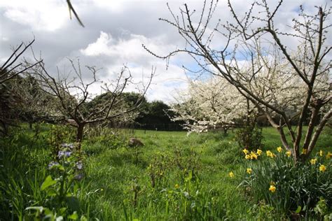 Spring Feed for Deciduous Fruit Trees, Citrus, Passionfruits ...