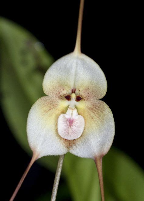 61 Dracula Orchids ideas | orchids, dracula, monkey orchid