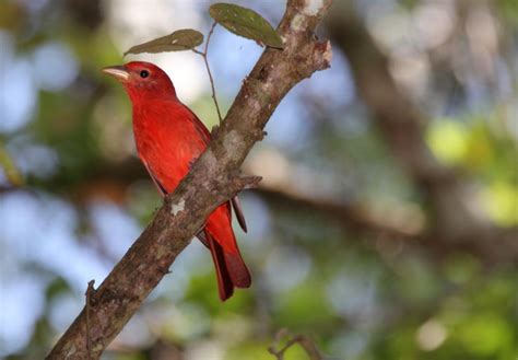 Male Summer Tanager - The Adventures of Trail & Hitch