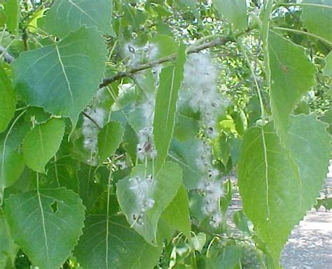 Eastern Cottonwood: Allergen Information & Map | Stallergenes Greer