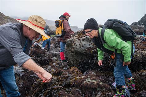 Nori Seaweed (Laver): The Intriguing Health Benefits of the World’s Most Popular Seaweed — Book ...