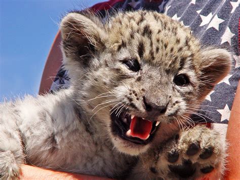 Snow Leopard Cub | Extremely cute male snow leopard cub of a… | Flickr