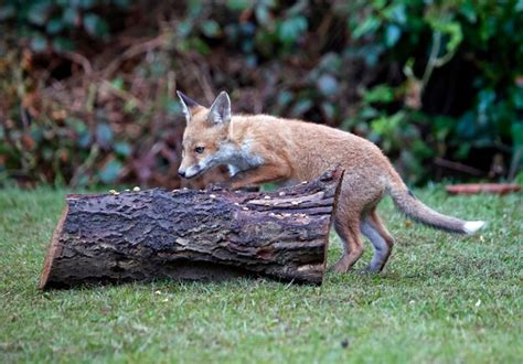 Premium Photo | Urban fox cubs exploring