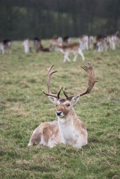 A walk among the deer at Dyrham Park | These Four Walls