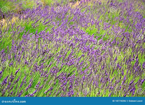 Lavender Fields Royalty Free Stock Image - Image: 18774206