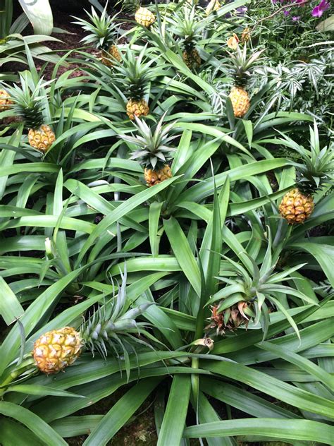 Pineapples growing at the New York Botanical Garden! : r/KnightsOfPineapple