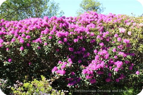 Rhododendrons at Mendocino Coast Botanical Gardens | Destinations ...