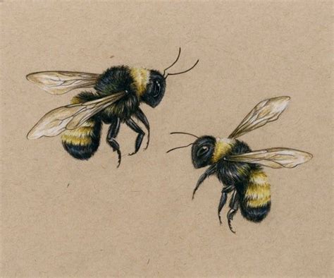 Pin by Elizabeth Lakeland on Scientific Illustration | Bee tattoo, Bee drawing, Insect tattoo