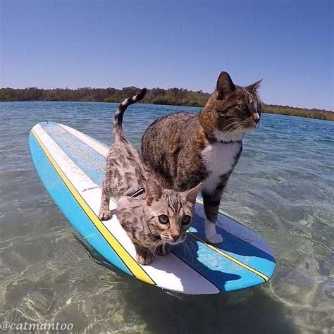 95 best images about Animals on board on Pinterest | Surf, Surfers and Hang ten