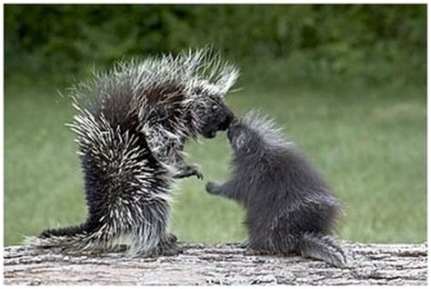 Cute Baby Porcupines (34 pics)