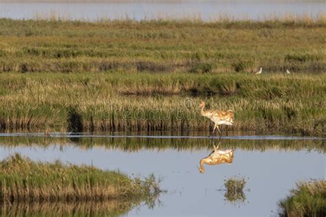 Beautiful Critically Endangered Juvenile Whooping Crane Stock Image ...