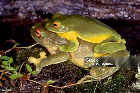 Katak Pohon Bermata Merah Australia Foto Stok - Unduh Gambar Sekarang ...