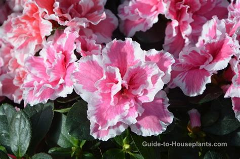 Indoor Azalea Care: How to Grow, Water, Prune this Florist Plant