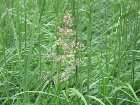 Feather Reed Grass - Plants4Home