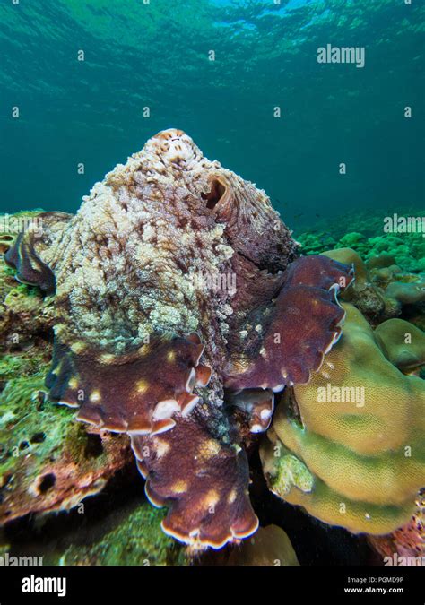 Octopus on a coral reef Stock Photo - Alamy