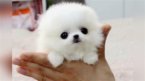 The SMALLEST DOG BREEDS in the World | Cute pomeranian, Cute baby animals, Cute white puppies