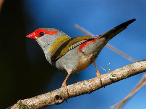 Red-browed Finch - Stephen Axford | Pet birds, Beautiful birds, Finch