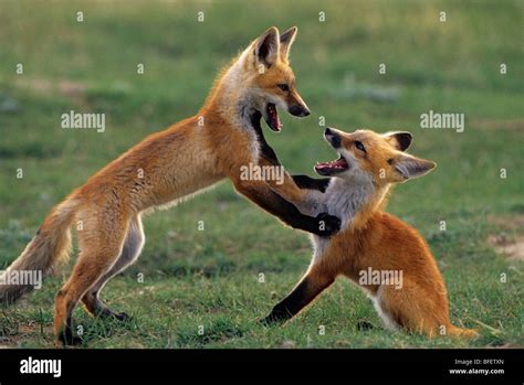 Red fox pups (Vulpes vulpes) playing near Maple Creek, Saskatchewan, Canada Stock Photo - Alamy