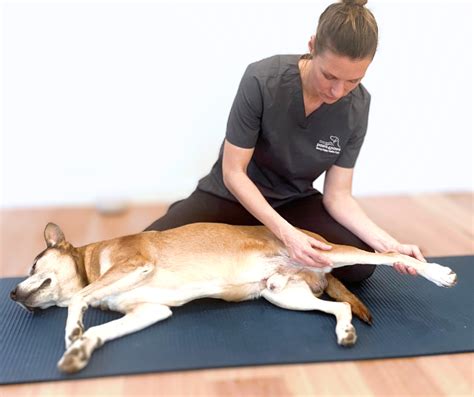 Keeping Dog Joints Happy: Passive Range of Motion Exercises