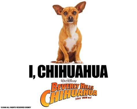 Papi - Beverly Hills Chihuahua movie Wallpaper (16728588) - Fanpop