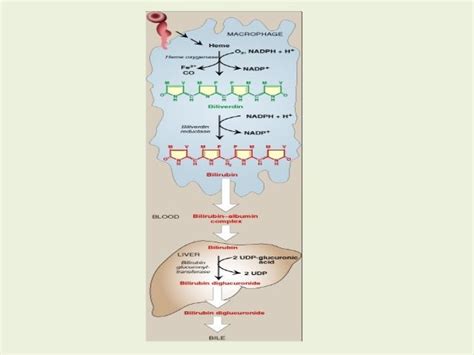 HEMOGLOBIN SYNTHESIS