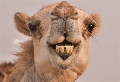 20 Most Interesting Camel Facts With Photos - Answers Africa