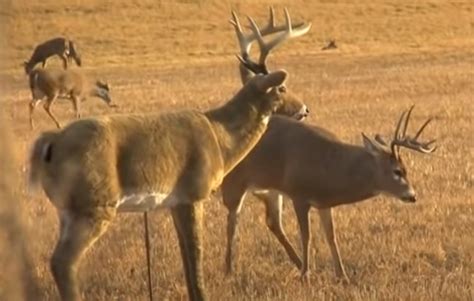 Whitetail Hunting with a Decoy [VIDEO] - Montana Hunting and Fishing ...