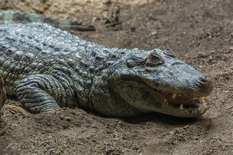 Crocodile Animal Facts | Crocodylus acutus | AZ Animals