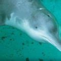 China's 'extinct' dolphin may have been sighted again in the Yangtze River