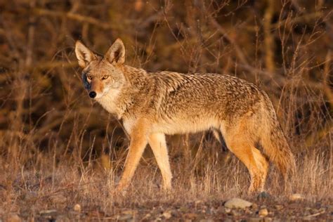 10 Cool Facts About Coyotes