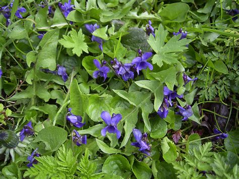 Bestand:Viola-odorata-plants.jpg - Wikipedia