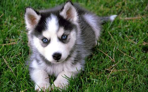 White and black Alaskan Malamute puppy, Siberian Husky , dog, puppies HD wallpaper | Wallpaper Flare