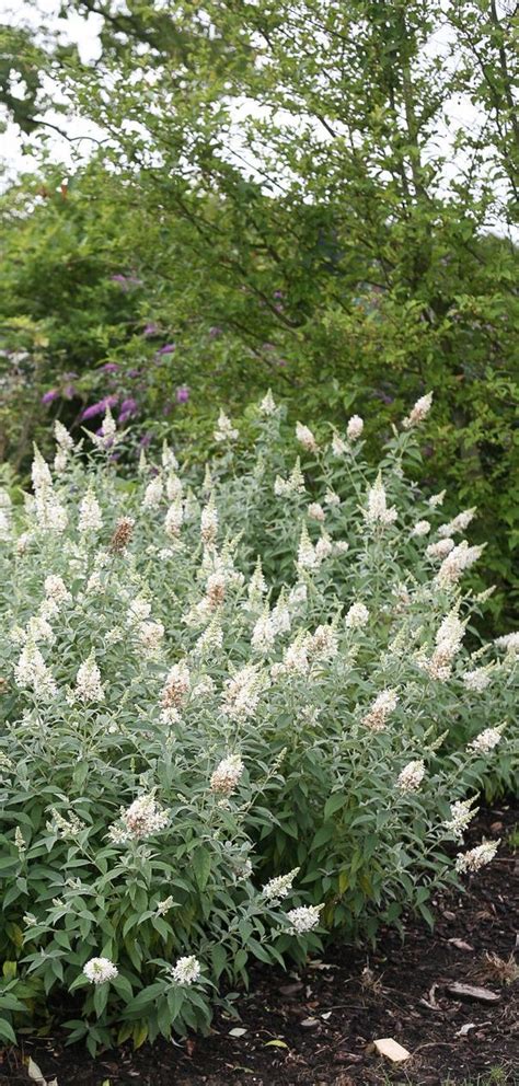 Butterfly Bush Varieties: A Comprehensive Guide