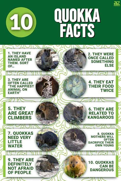 10 Incredible Quokka Facts - A-Z Animals