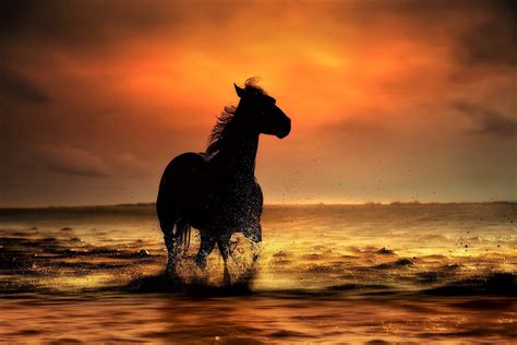 Download Silhouette Sea Ocean Sunset Animal Horse HD Wallpaper by Nikos Bantouvakis