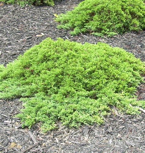 Dwarf Japanese Garden Juniper | Natorp's Online Plant Store