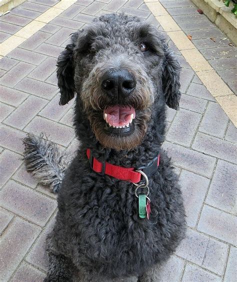 ♥D♥ 999 SHEPADOODLE (POODLE & GERMAN SHEPERD) | German shepherd mix ...