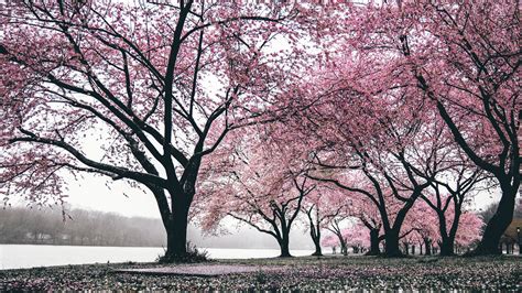 1920x1080 Cherry Blossoms Trees 4k Laptop Full HD 1080P ,HD 4k ...