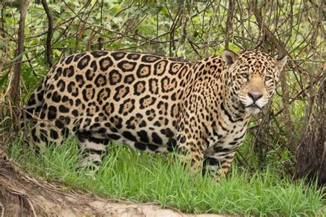 Onça-pintada é achada morta com mais de 50 perfurações de chumbinho | Metrópoles