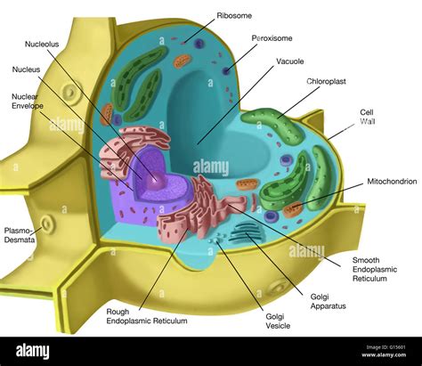 Vacuole Structure